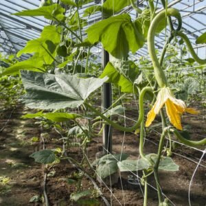 Courgette Tromboncino Albenga Seeds