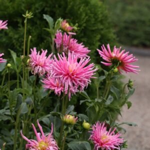 Dahlia Cactus Flowered Mix Seeds