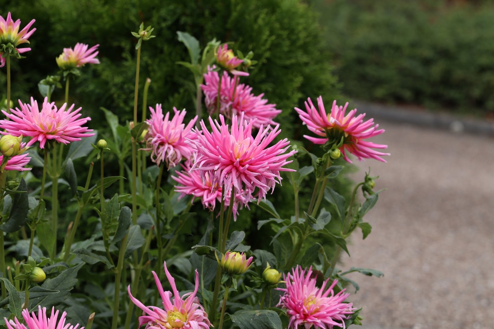 Dahlia Cactus Flowered Mix Seeds