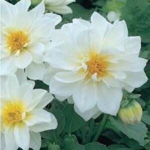 Dahlia Figaro White Seeds
