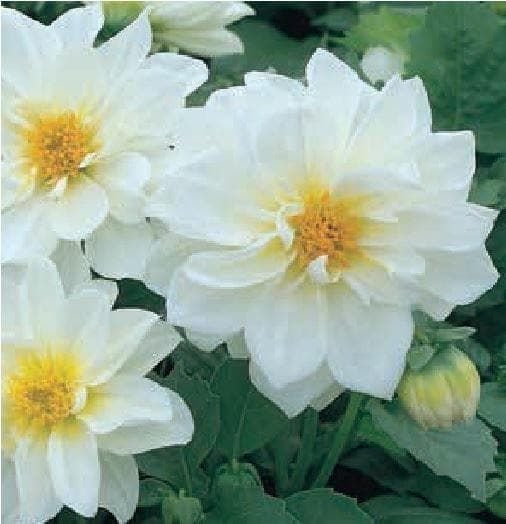 Dahlia Figaro White Seeds
