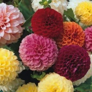 Dahlia Pompone Double Mixed Seeds