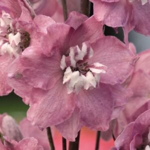 Delphinium Magic Fountains Cherry Blossom White Bee Seeds