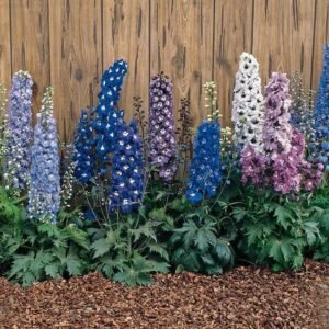 Delphinium Magic Fountains Mixed Seeds