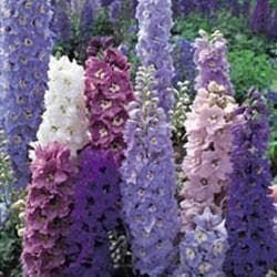 Delphinium Pacific Giants Round Table Seeds