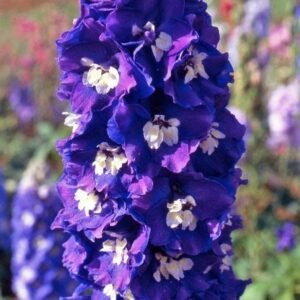 Delphinium Pacific King Arthur Seeds