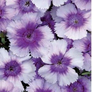 Dianthus Corona Blueberry Magic F1 Hybrid Seeds