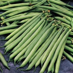 Dwarf French Bean Safari Seeds