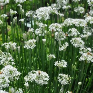 Garlic Chives - Allium tuberosum Seeds