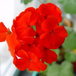Geranium Spirit Red F2 Hybrid Seeds