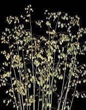 Grass Quaking Grass Briza Media Seeds