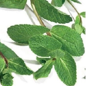 Green Mint Mentha viridis Seeds