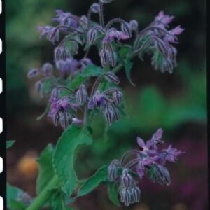 Herb Borage Seeds - Borago officinalis