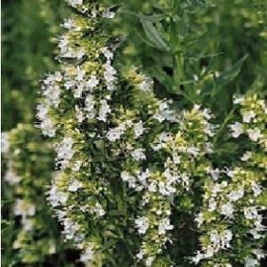 Hyssop White Seeds Hyssopus officinalis