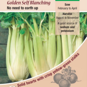 Kings Seeds Celery Golden Self Blanching 1000 Seeds