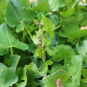 Kings Seeds Herb French Sorrel Green De Belleville Seeds