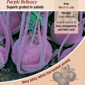 Kings Seeds Kohl Rabi Purple Delicacy 500 Seeds