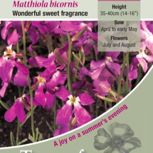 Kings Seeds Matthiola Night Scented Stock Seeds