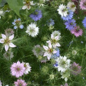 Kings Seeds Nigella Persian Jewels Mixed 500 Seeds