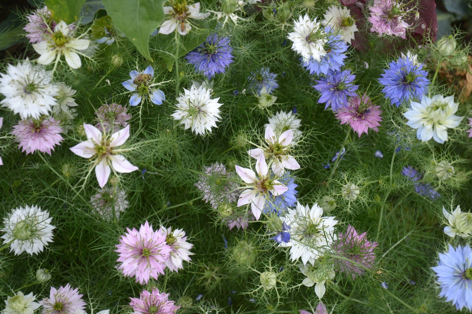 Kings Seeds Nigella Persian Jewels Mixed 500 Seeds