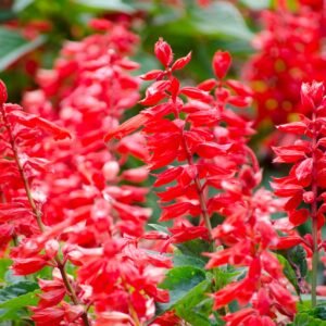 Kings Seeds Salvia Blaze of Fire 70 Seeds