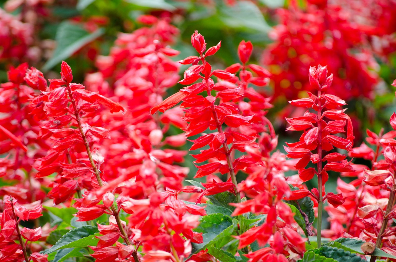 Kings Seeds Salvia Blaze of Fire 70 Seeds
