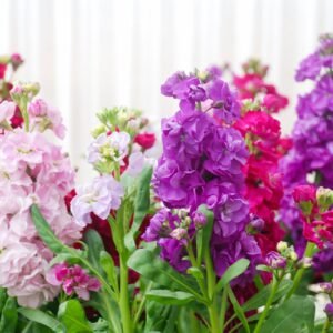 Kings Seeds Stock Brompton Mixed 100 Seeds