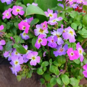 Kings Seeds Stock Virginian Mixed 3500 Seeds