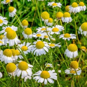 Kings Seeds Wild Chamomile 400 Seeds
