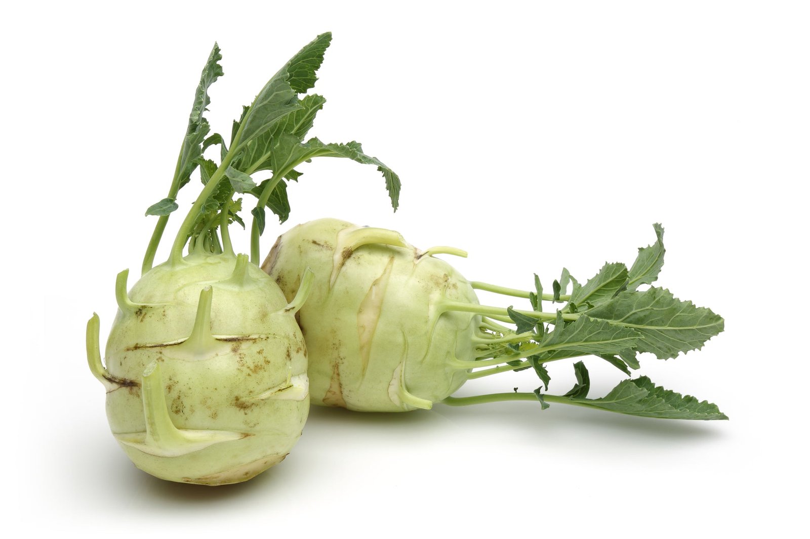 Kohl Rabi Superschmelz Seeds