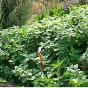 Lemon Balm Seeds - Melissa officinalis