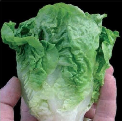 Lettuce Little Gem Seeds