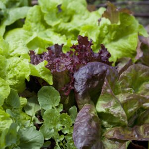 Lettuce Mixed Baby Leaf Salad Seeds