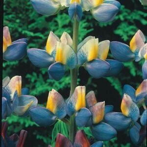 Lupin Sunrise Seeds