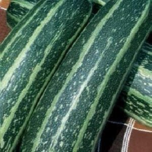 Marrow Tiger Cross F1 Hybrid Seeds