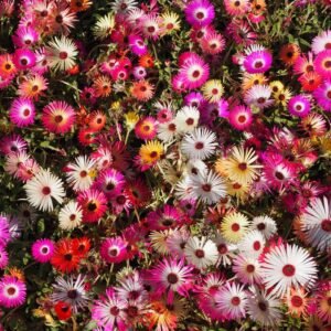 Mesembryanthemum Harlequin Seeds
