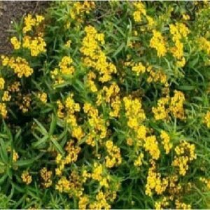 Mexican Tarragon Mint Seeds