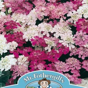 Mr Fothergills Candytuft Fairy Mixed 500 Seeds