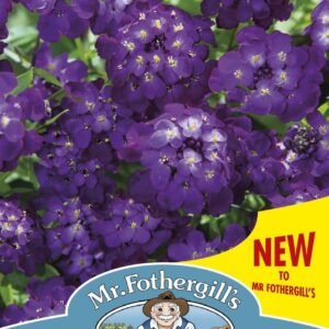Mr Fothergills Candytuft Purple Rain 300 Seeds