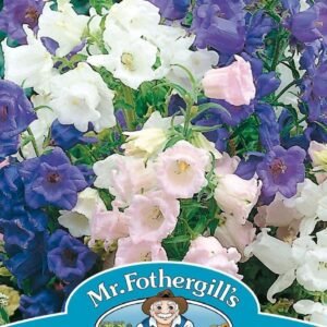 Mr Fothergills Canterbury Bells Cup & Saucer Mix 650 Seeds