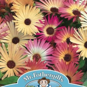 Mr Fothergills Mesembryanthemum Livingstone Daisy Mixed 2000 Seeds
