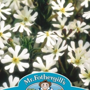 Mr Fothergills Night Phlox Midnight Candy 250 Seeds