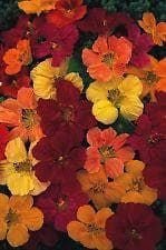 Nasturtium Tom Thumb Mixed Seeds