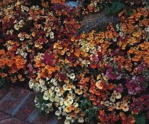 Nemesia Carnival Mix Seeds