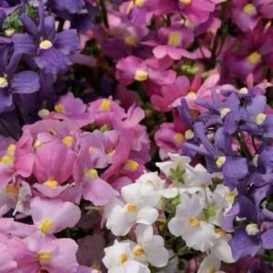 Nemesia Poetry Mixed Seeds