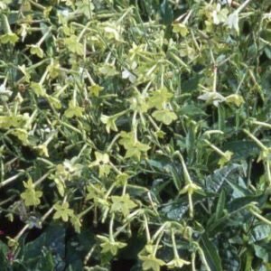 Nicotiana Lime Green Seeds