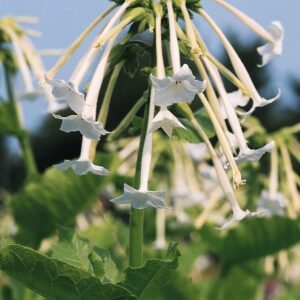 Nicotiana sylvestris White Trumpets Seeds
