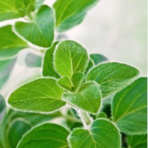 Oregano Greek Seeds