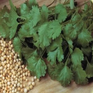 Organic Herb Coriander Cilantro Seeds