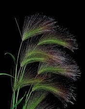 Ornamental Grass Squirrel Tail Grass Hordeum jubatum Seeds